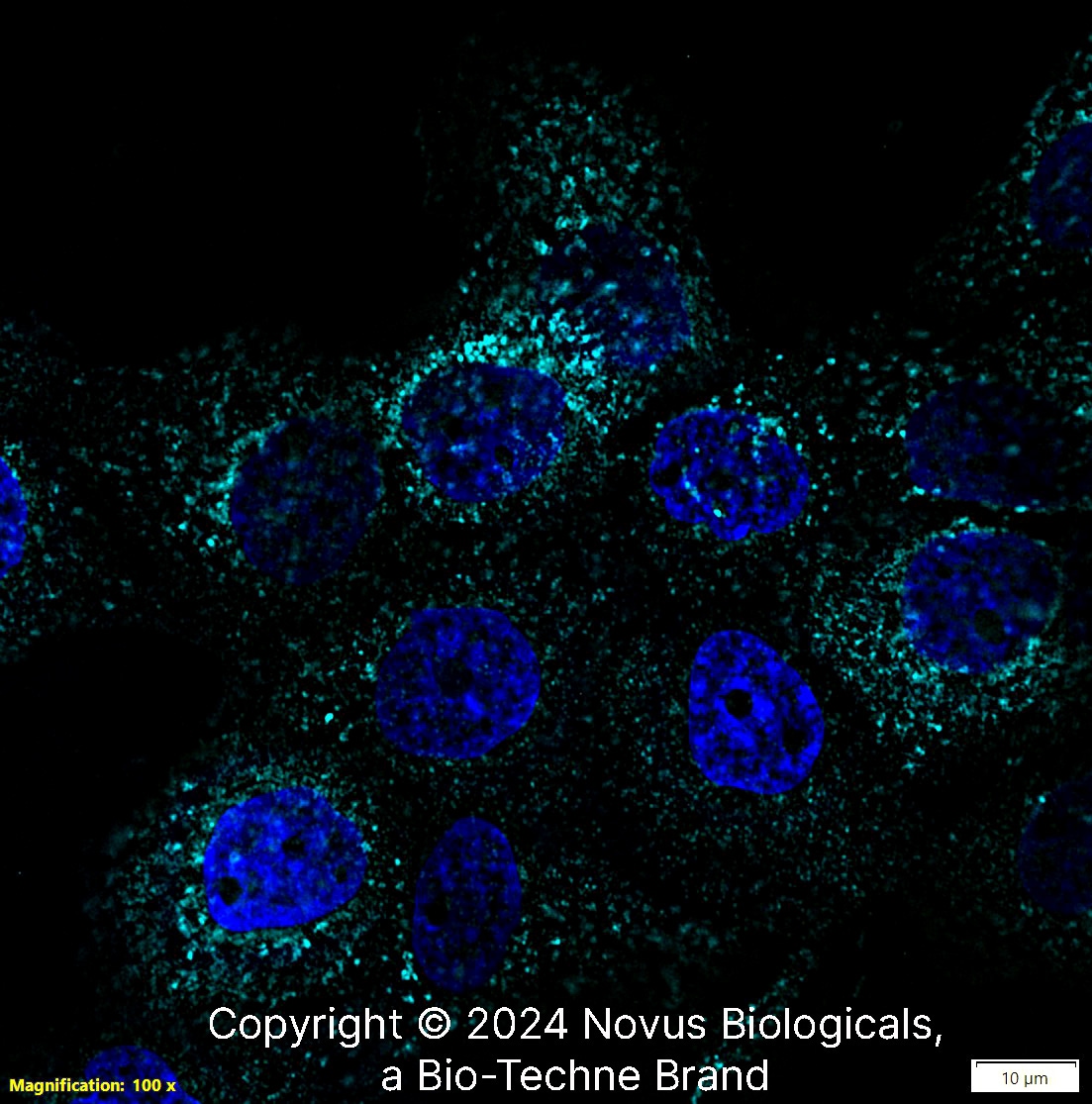 LAMP-1/CD107a Antibody (H4A3) - Azide and BSA Free