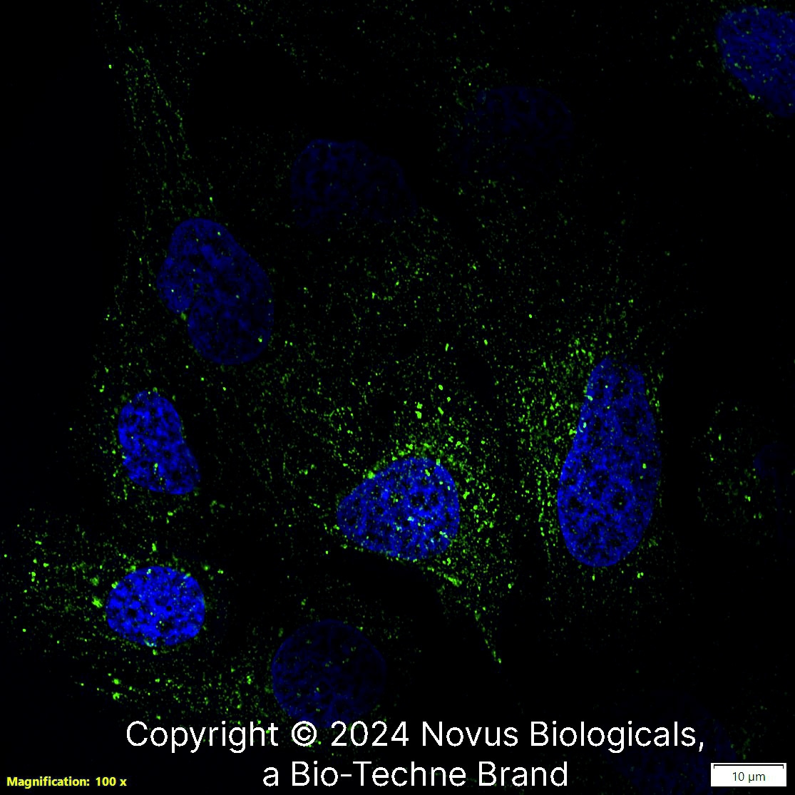 LAMP-1/CD107a Antibody (H4A3) - Azide and BSA Free