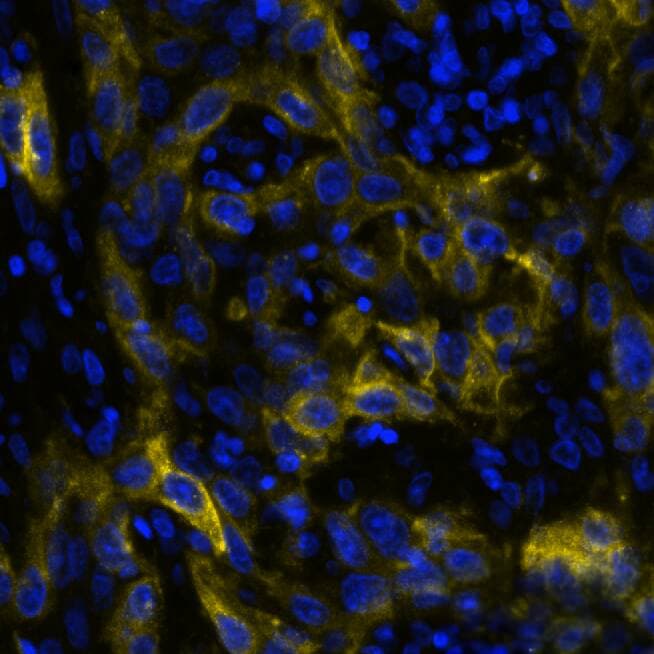 5'-Nucleotidase/CD73 Antibody (45M4F9) - BSA Free