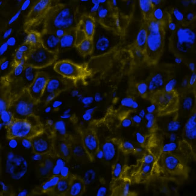 5'-Nucleotidase/CD73 Antibody (45M4F9) - BSA Free