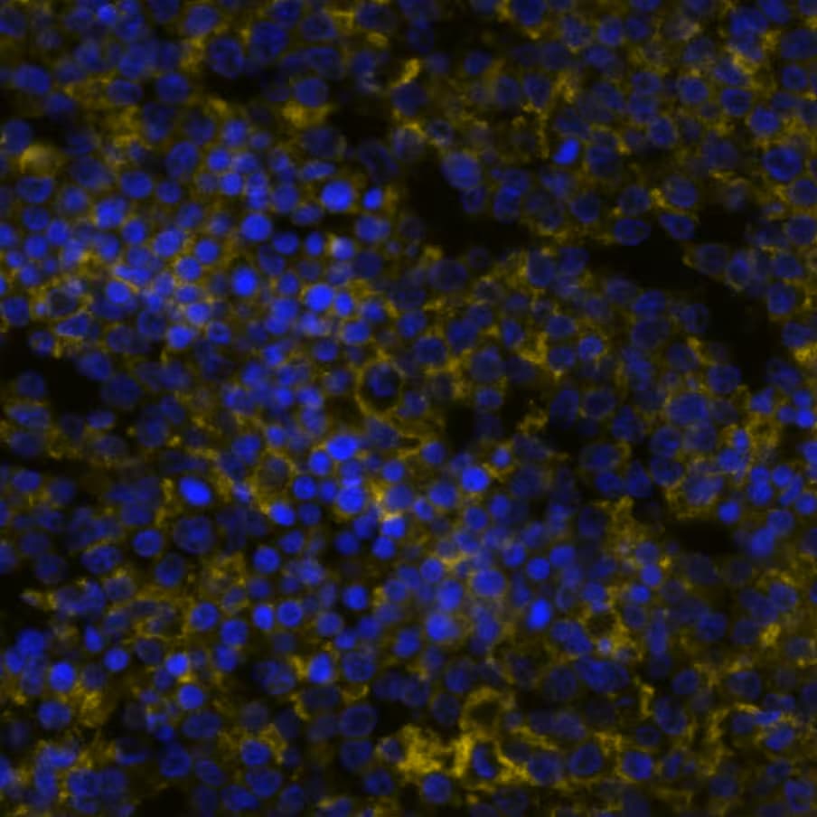 B7-1/CD80 Antibody (62N3G8) - BSA Free