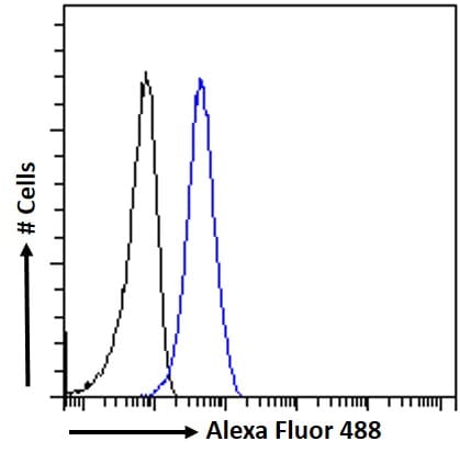 PIM2 Antibody