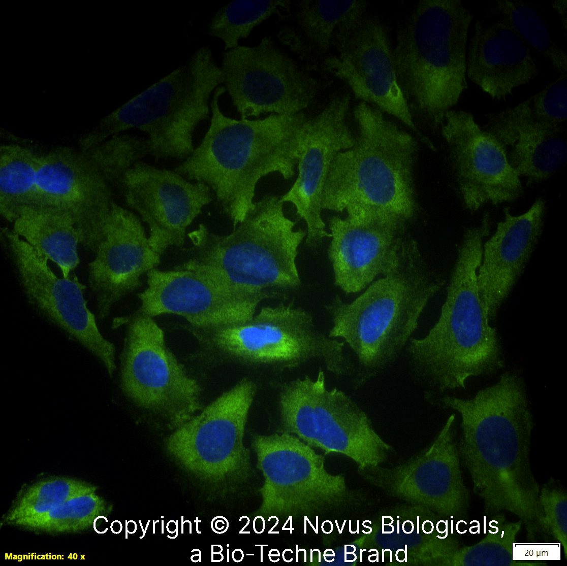 LIF Antibody (39N7D10) - BSA Free