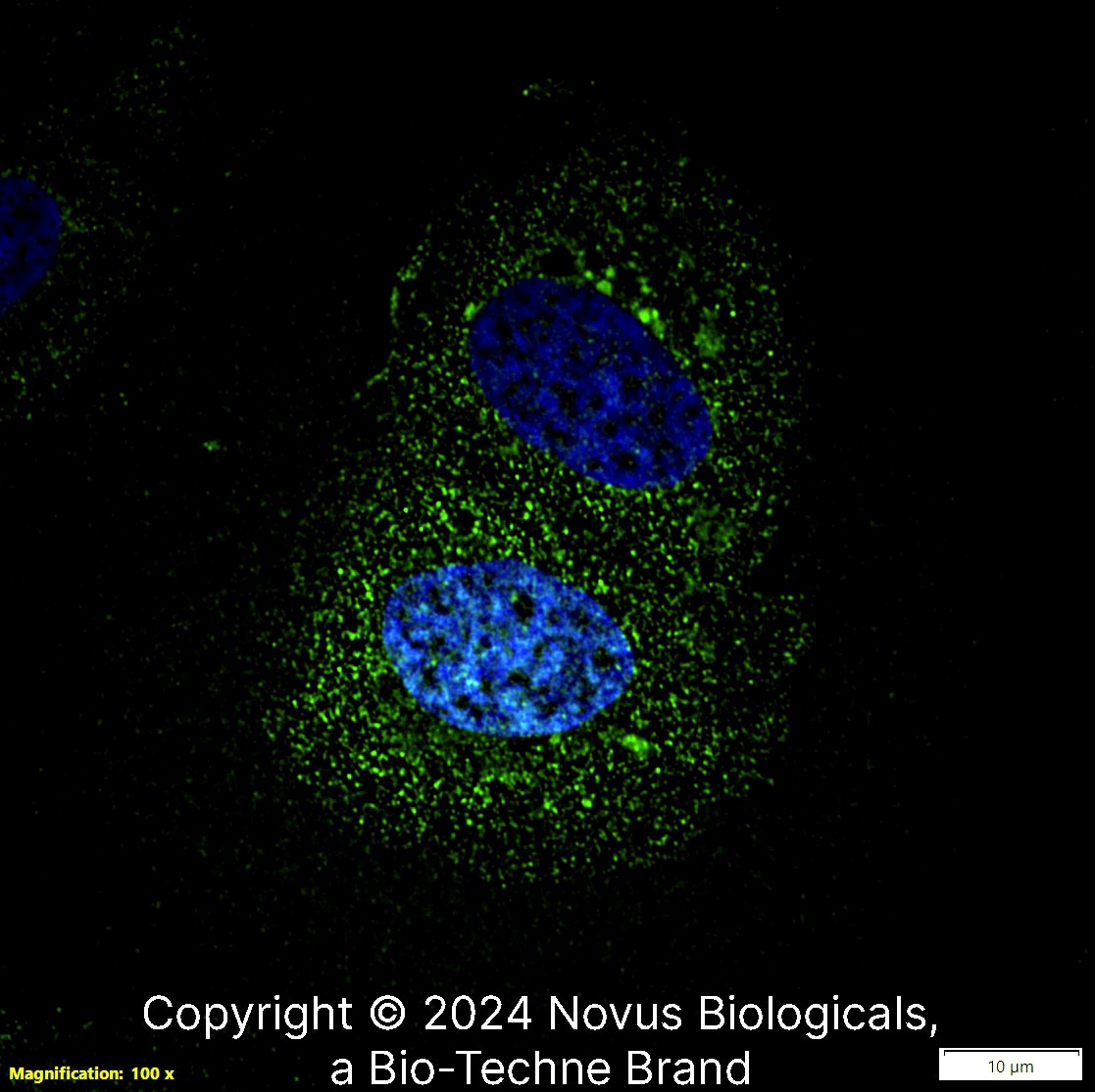 LIF Antibody (39N7D10) - BSA Free