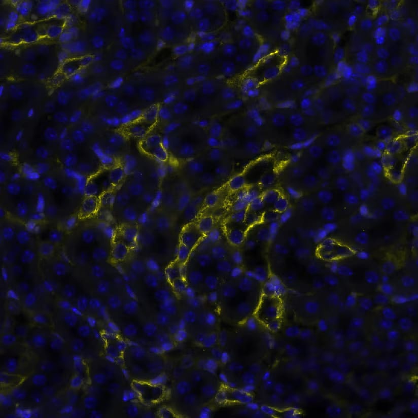Cytokeratin, pan Antibody (AE-1/AE-3) Detection of Cytokeratin, pan in Mouse Kidney via seqIF™ staining on COMET™