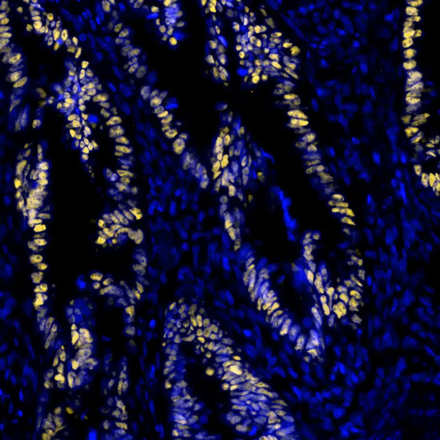p53 Antibody (BP53-12)