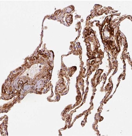 MFAP4 Antibody