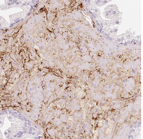 MFAP4 Antibody