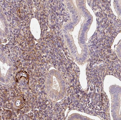 MFAP4 Antibody
