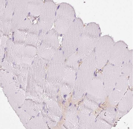 MFAP4 Antibody