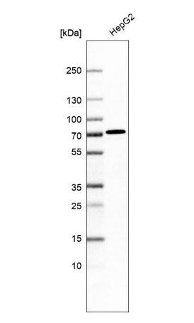 FLJ21963 Antibody