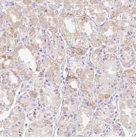 CLEC3A Antibody