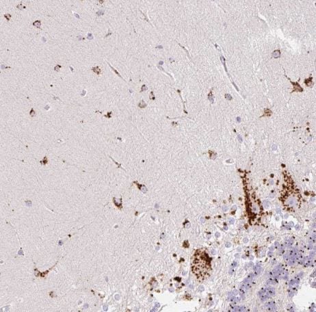 CLEC3A Antibody