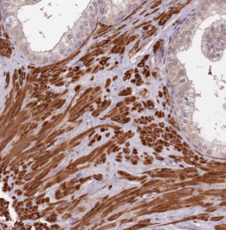 LIN37 Antibody