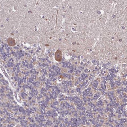 LIN37 Antibody