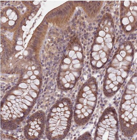LIN37 Antibody