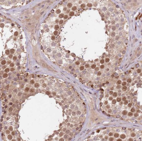 LIN37 Antibody