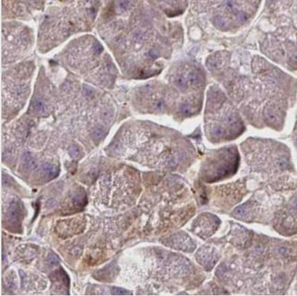RPL38 Antibody