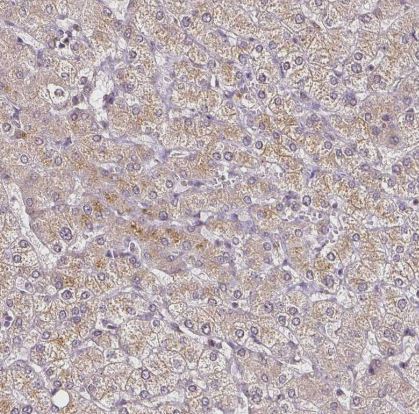 RPL38 Antibody