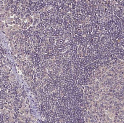 RPL38 Antibody