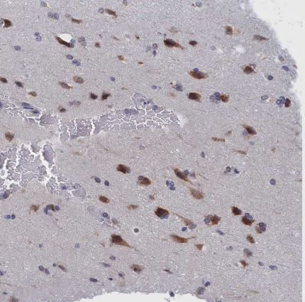 PGPase Antibody