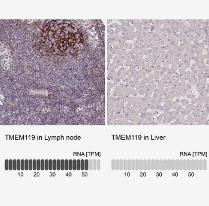 TMEM119 Antibody - BSA Free