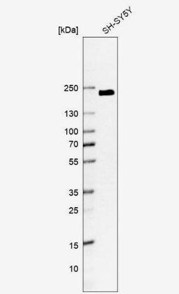 KIAA1211 Antibody