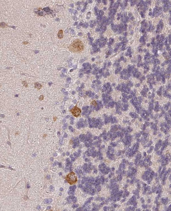 Agpat4 Antibody - BSA Free