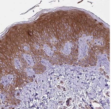 GLTP Antibody
