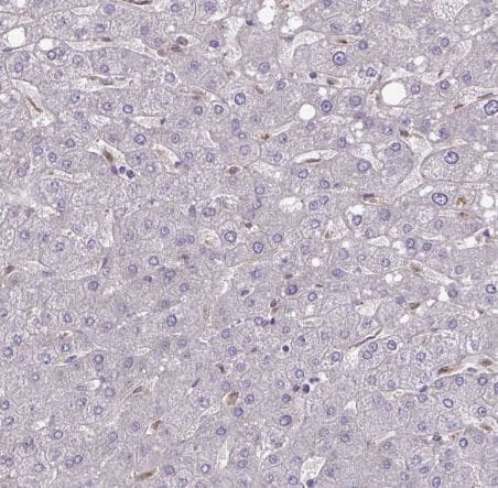 GLTP Antibody