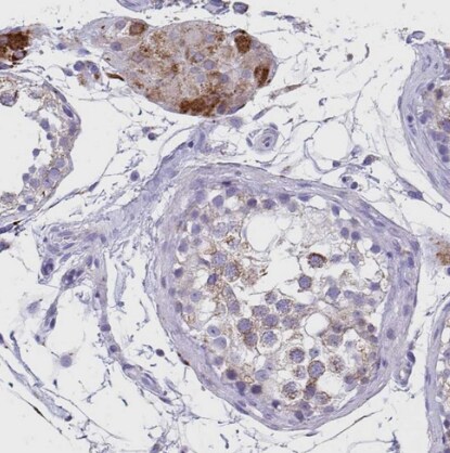 COA5 Antibody - BSA Free