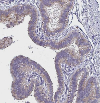 COA5 Antibody - BSA Free