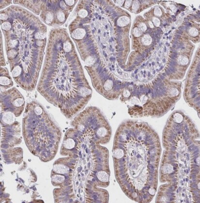 COA5 Antibody - BSA Free