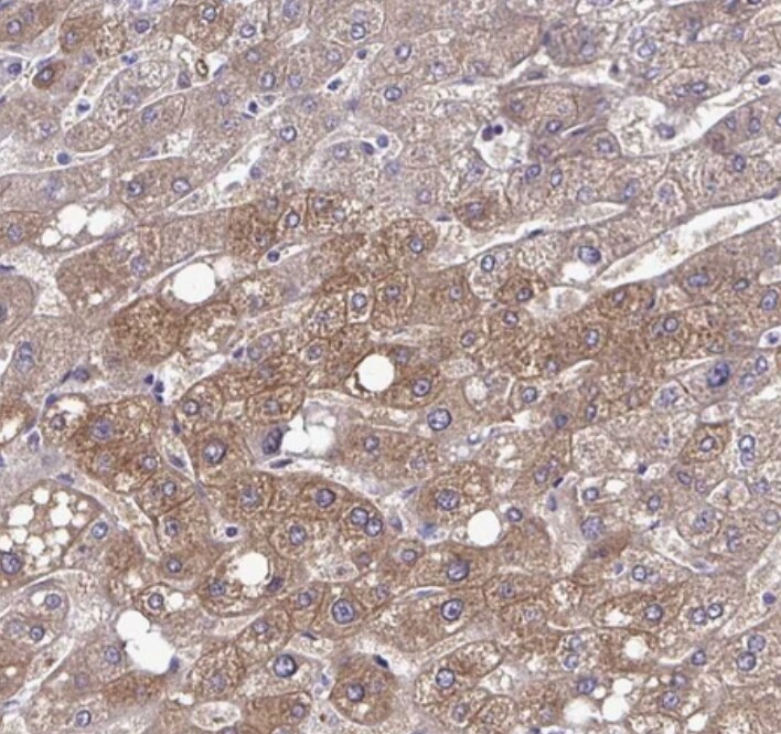 RASL11B Antibody - BSA Free