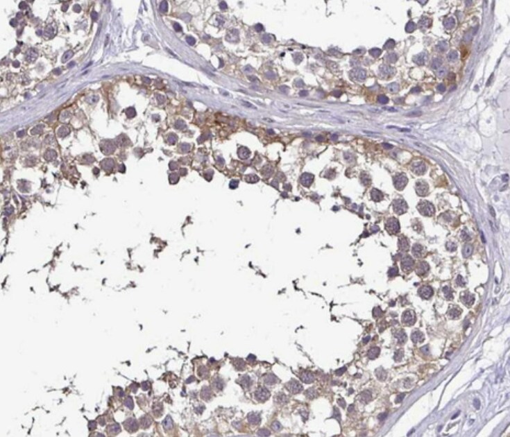 RASL11B Antibody - BSA Free