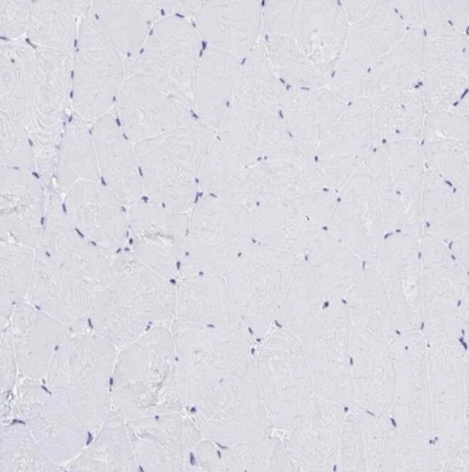 RASL11B Antibody - BSA Free