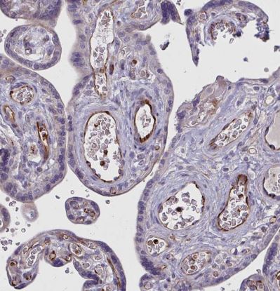 SLC14A1 Antibody