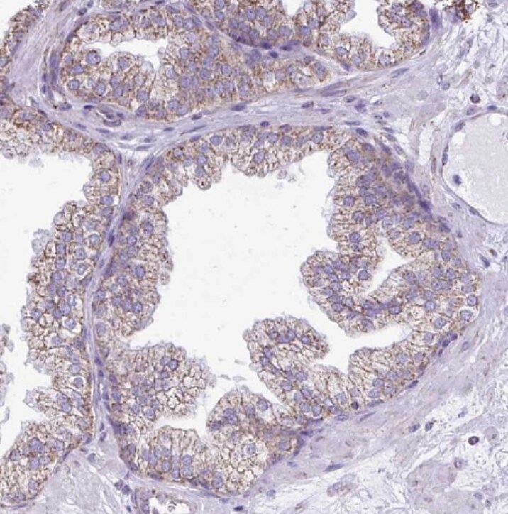 EVA1/MPZL2 Antibody - BSA Free