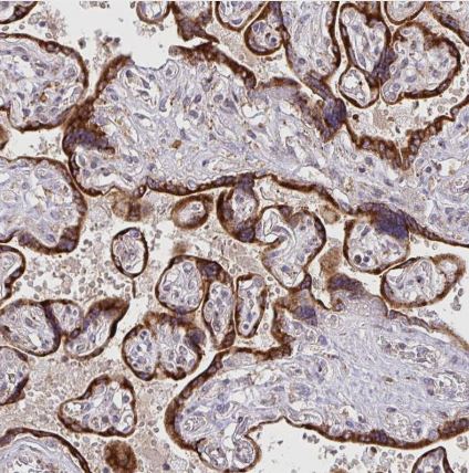 NAALADase-2/NAALAD2 Antibody