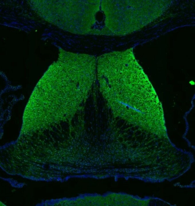 DAGLA Antibody - BSA Free DAGLA Antibody [NBP2-31856] -
