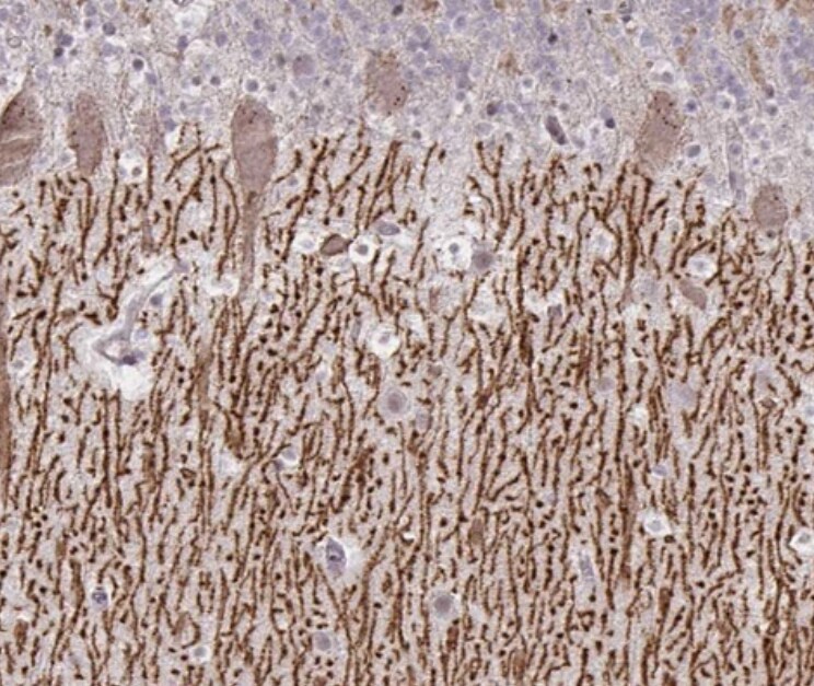 DAGLA Antibody - BSA Free