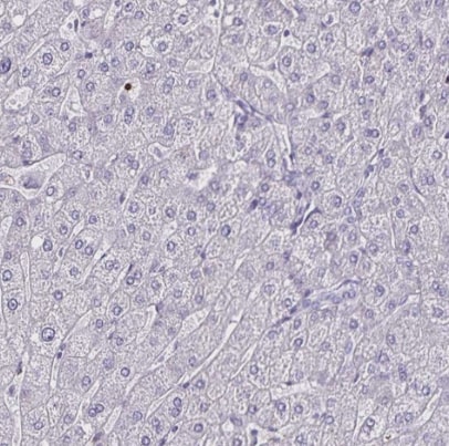 ULBP-3 Antibody - BSA Free