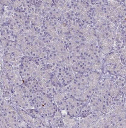 ULBP-3 Antibody - BSA Free
