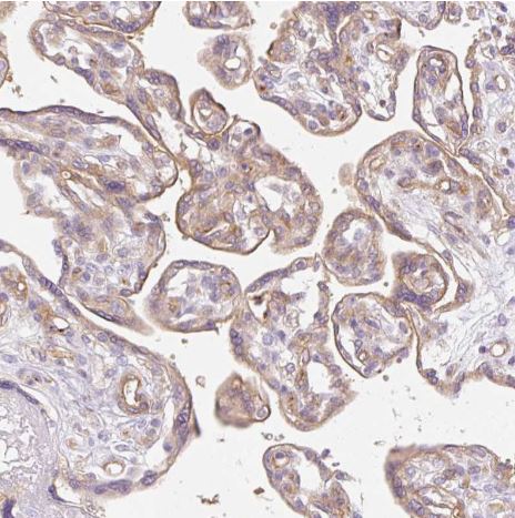 EHD3 Antibody