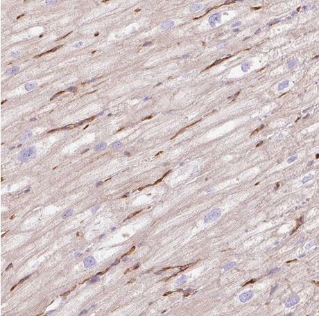 EHD3 Antibody