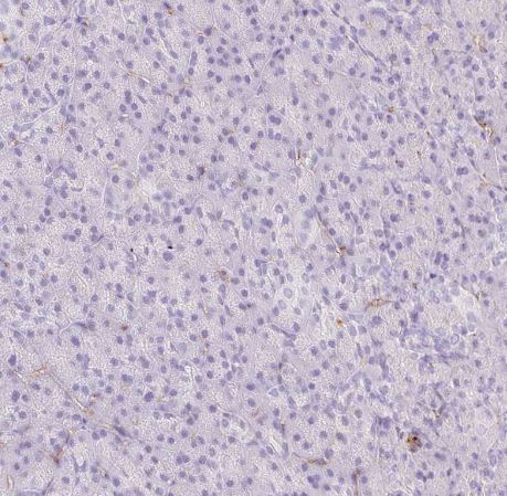 EHD3 Antibody