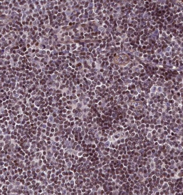 SP4 Antibody - BSA Free