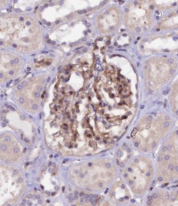 SP4 Antibody - BSA Free