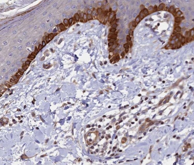 SP4 Antibody - BSA Free