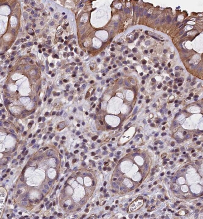 SP4 Antibody - BSA Free